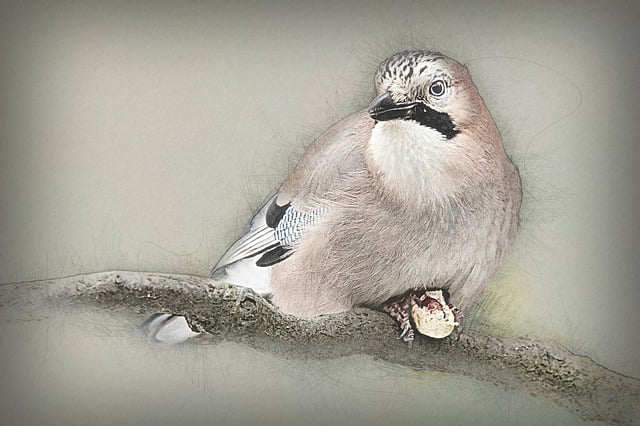 动物 鸟 周杰伦 Garrulus - 上的免费图片