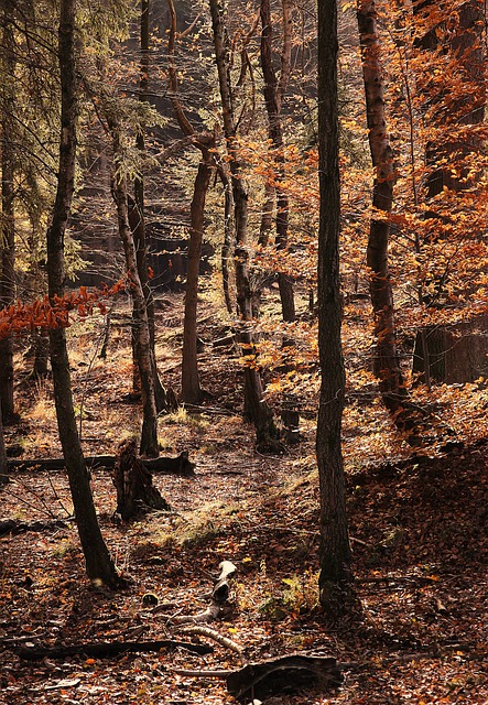 森林 落下 秋天的树林 - 上的免费照片