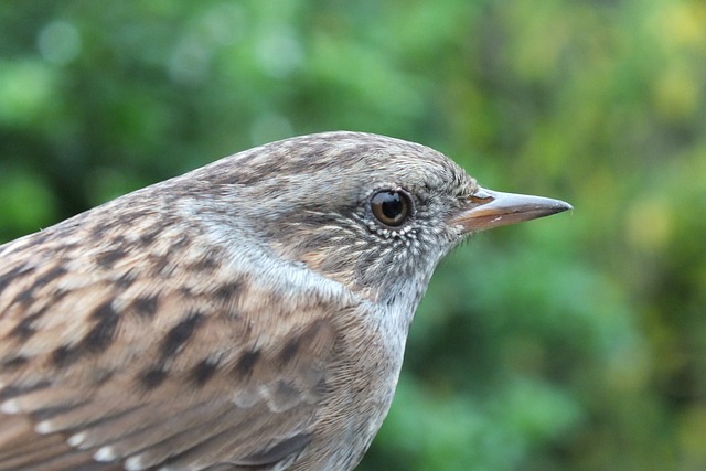 鸟 斑点加重剂 花园 - 上的免费照片
