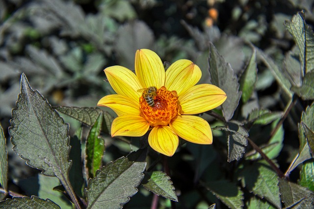 大丽花 Georgine 复合材料 - 上的免费照片