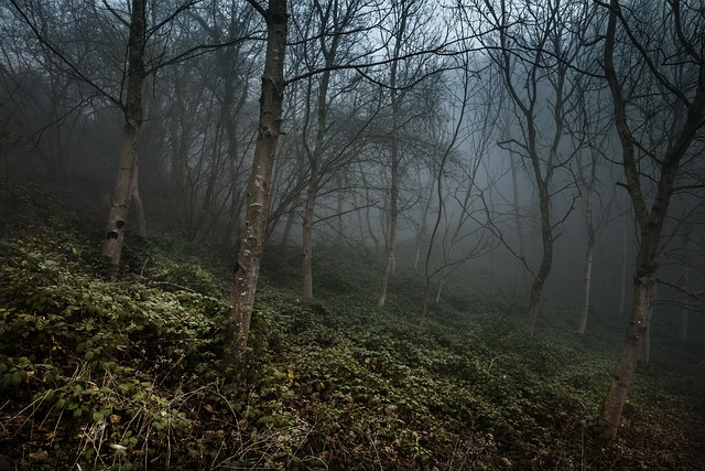 有雾的 森林 蒙蒙 - 上的免费照片