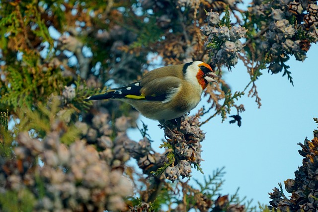 自然 生物 动物 - 上的免费照片