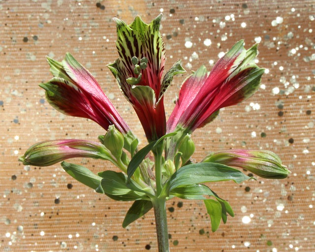 秘鲁百合 印加人的百合花 Alstroemeria - 上的免费照片