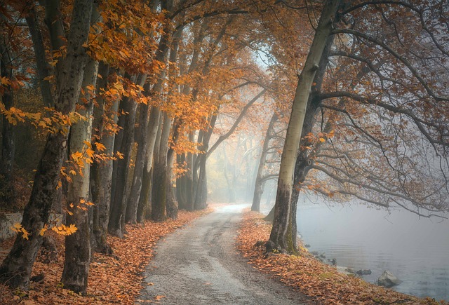 树木 多雾路段 小路 - 上的免费照片