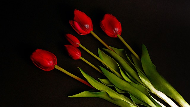 人造花 红色郁金香 背景 - 上的免费照片