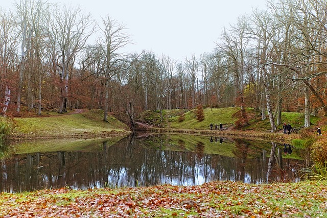 池塘 性质 树木 - 上的免费照片