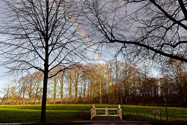 池塘 性质 树木 - 上的免费照片