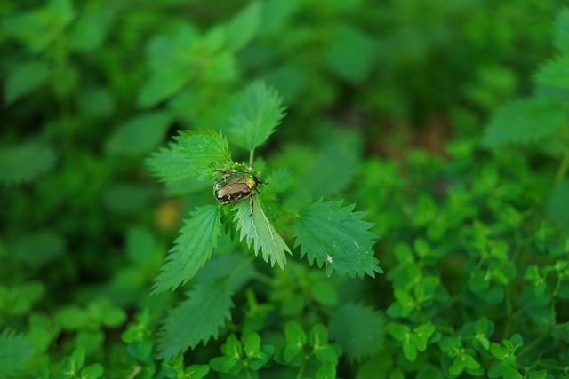 玫瑰甲虫 荨麻 昆虫 - 上的免费照片