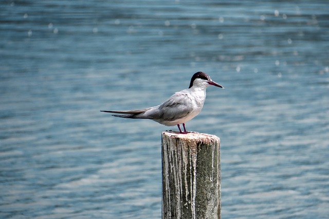 水 湖 海 - 上的免费照片