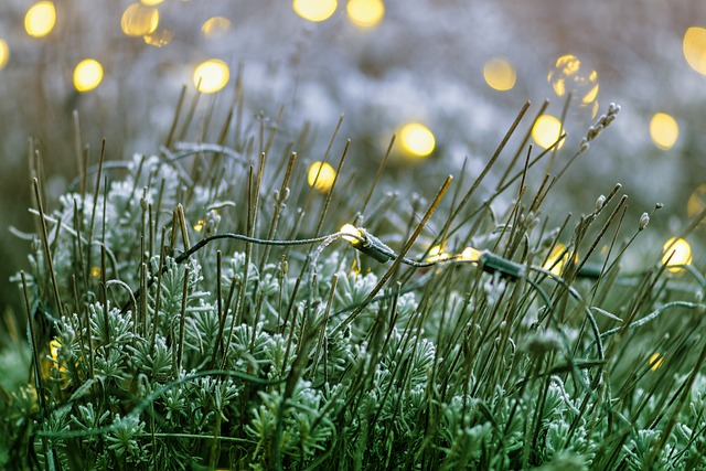 薰衣草 童话灯 发光二极管 - 上的免费照片