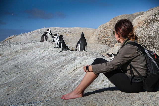 企鹅 南非 开普敦 - 上的免费照片