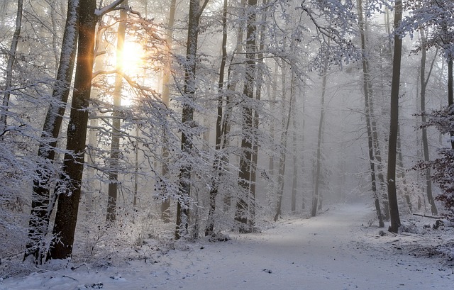 雪 冬天 森林 - 上的免费照片