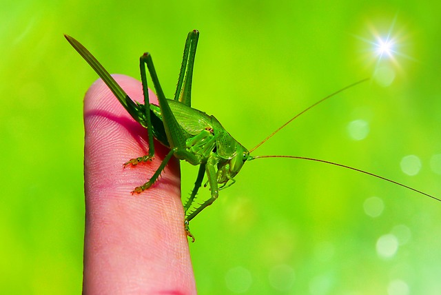 绿色的蚂蚱 Prostoskrzyd?e 昆虫 - 上的免费照片