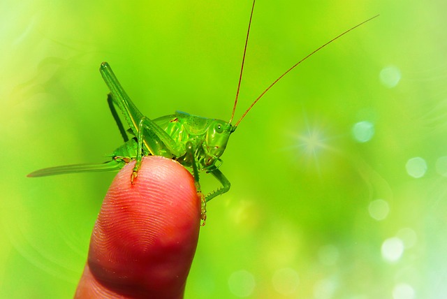 绿色的蚂蚱 Prostoskrzyd?e 昆虫 - 上的免费照片