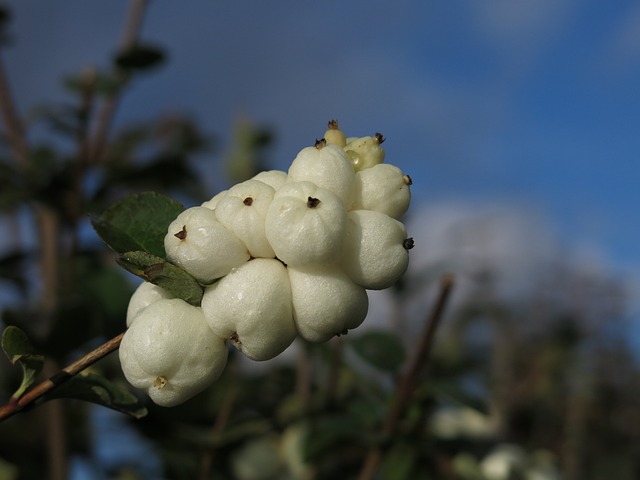 Knallerbse 常见的雪莓 白芝麻 - 上的免费照片