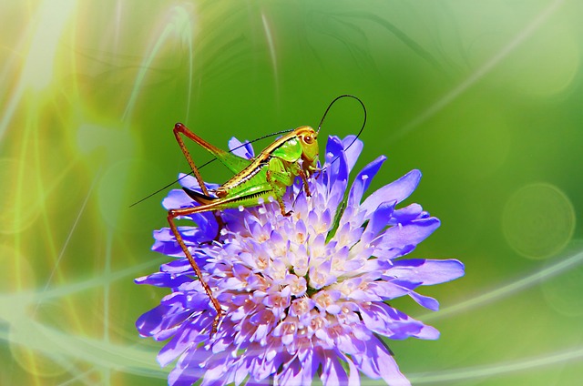 Pod?atczyn Roesela Prostoskrzyd?e - 上的免费照片