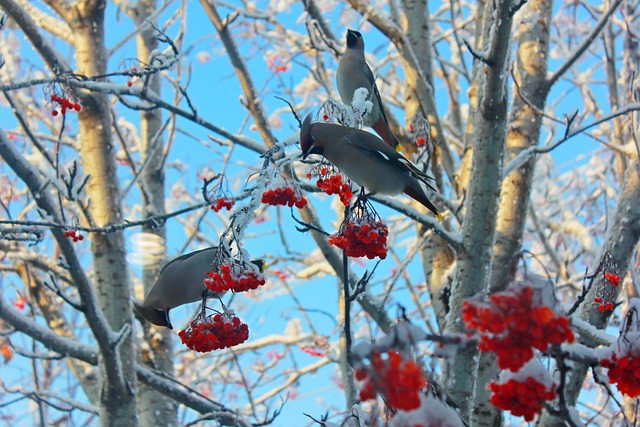 蜡翅 树 景观 - 上的免费照片