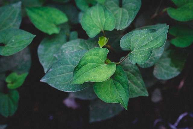 宏 绿色 叶 - 上的免费照片