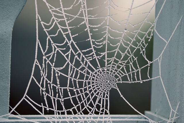 蜘蛛网 霜 冻结 - 上的免费照片