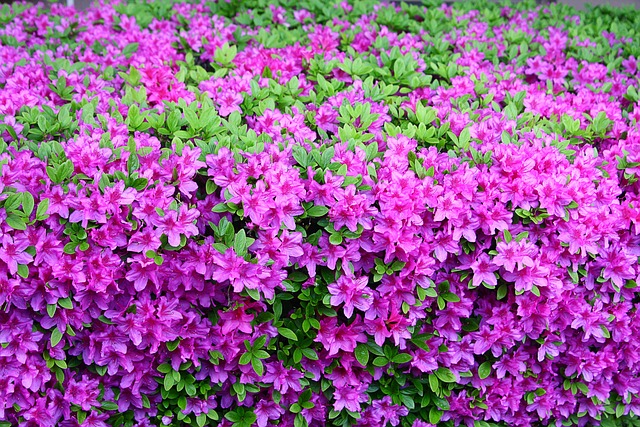 永山红 花 植物 - 上的免费照片