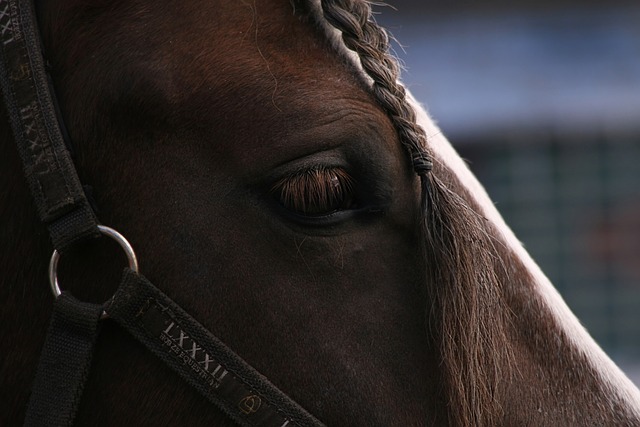 马 辔 眼睛 - 上的免费照片