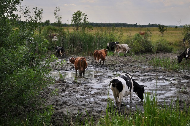 奶牛 沼泽 景观 - 上的免费照片