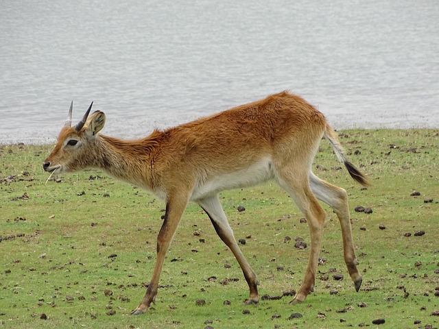 莱赫韦 Lechwe牛 年轻 - 上的免费照片