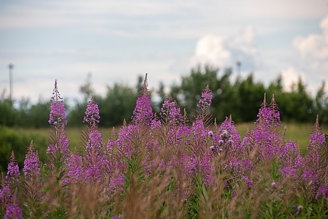 夏天 字段 花朵 - 上的免费照片
