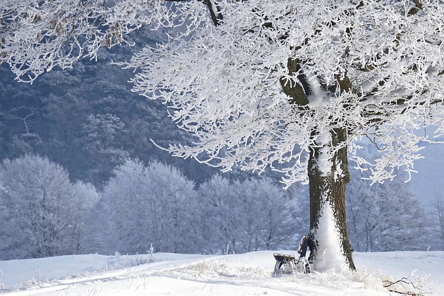 冬天 树 银行 - 上的免费照片