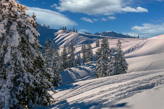 冬天 自然 树木 - 上的免费照片