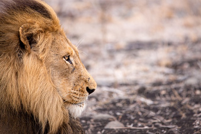 动物 狮子 哺乳动物 - 上的免费照片