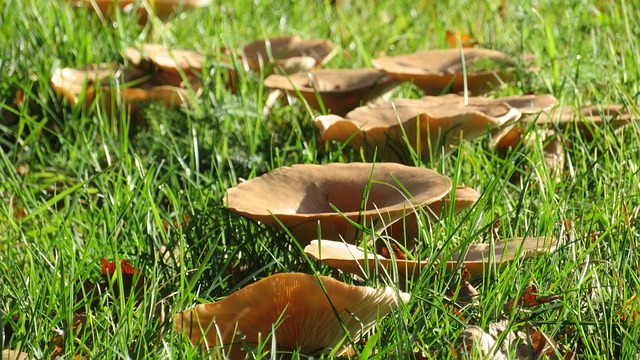 Hexenring 蘑菇环 Feenring - 上的免费照片