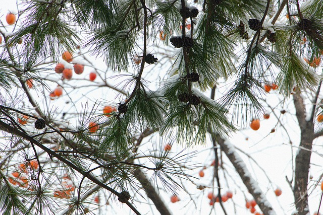 Winter Snow Christmas Pine - 上的免费照片