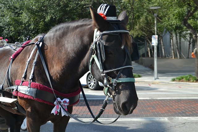 马 车皮 衣领 - 上的免费照片
