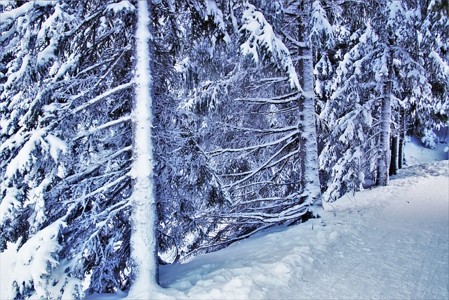 冰冷的 冬季 森林 - 上的免费照片