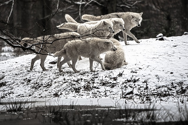 Polarwolf 狼 荒野 - 上的免费照片