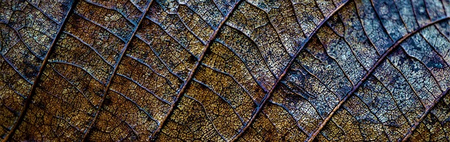 背景 落下 叶子 - 上的免费照片