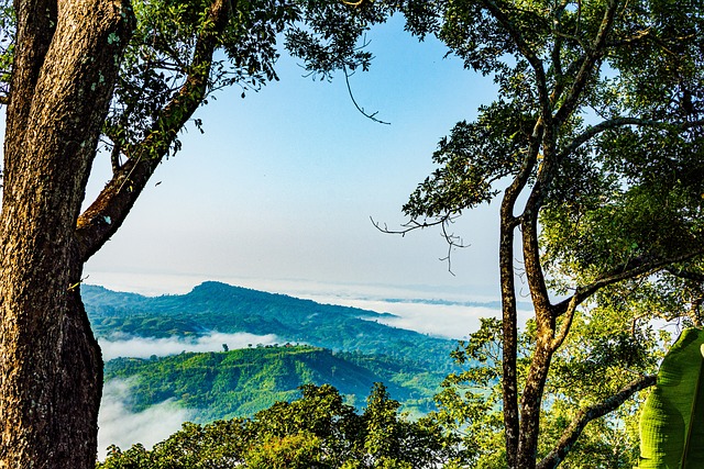 孟加拉国 自然 Sajek - 上的免费照片