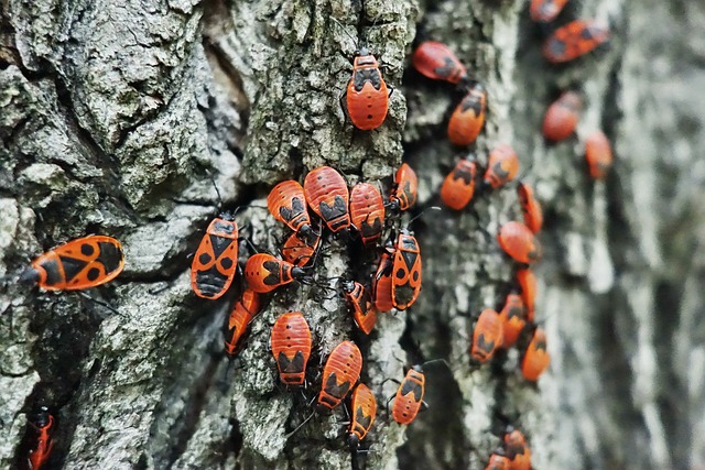 错误 火虫 甲虫 - 上的免费照片