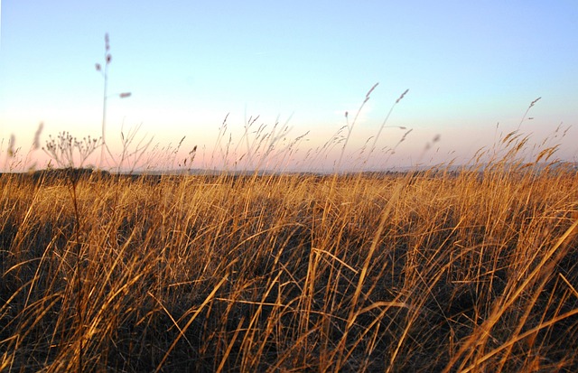 普兹塔 干草 国家 - 上的免费照片