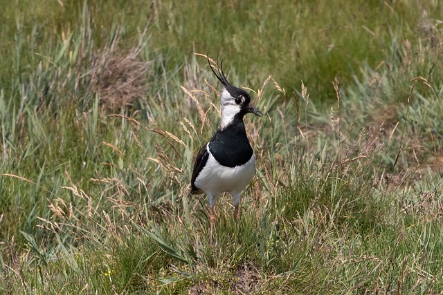 氛围 鸟类 草地 - 上的免费照片