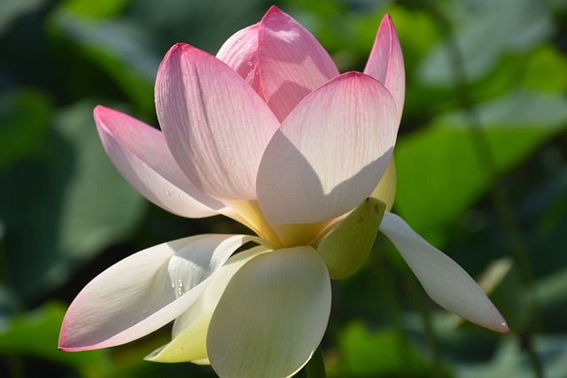 花 莲花 Nat - 上的免费照片