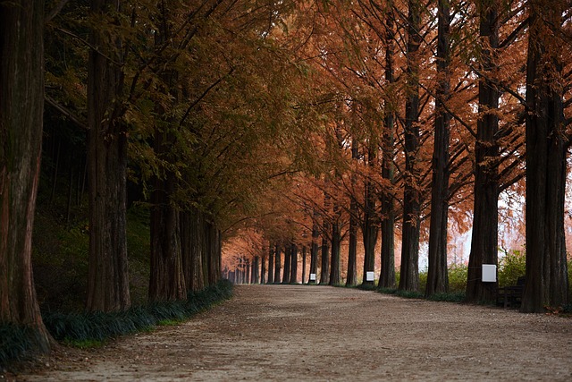 潭阳水杉在韩国 走 街树 - 上的免费照片