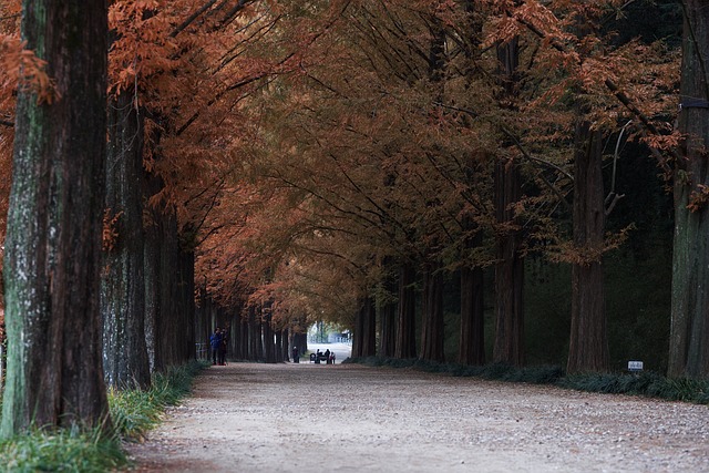 潭阳水杉在韩国 走 街树 - 上的免费照片
