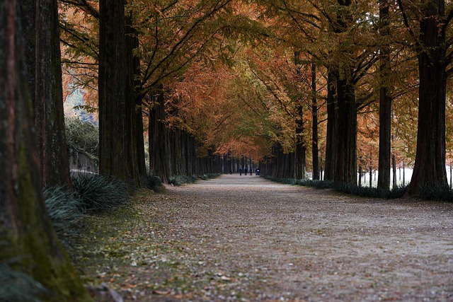 潭阳水杉在韩国 走 街树 - 上的免费照片