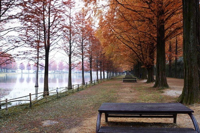 潭阳水杉在韩国 街树 自然 - 上的免费照片