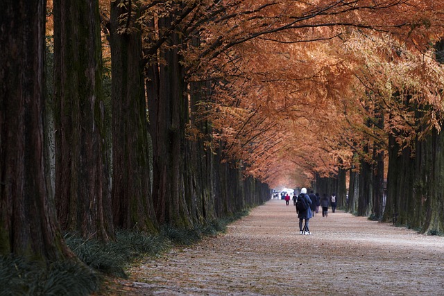 潭阳水杉在韩国 走 街树 - 上的免费照片