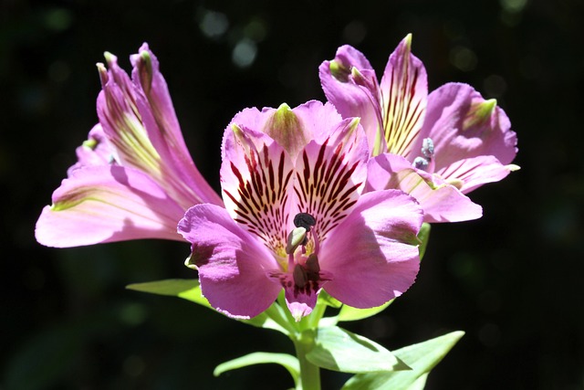 秘鲁百合 印加人的百合花 Alstroemeria - 上的免费照片