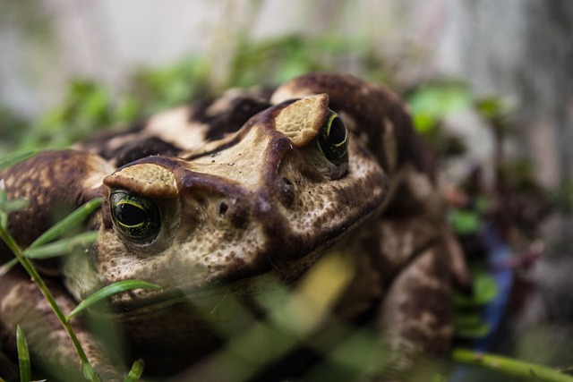 Sapo 动物 Jardim - 上的免费照片