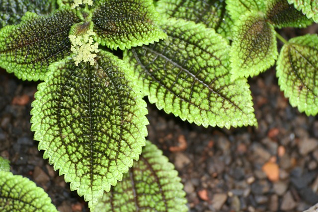 树叶 图案 惹恼 - 上的免费照片